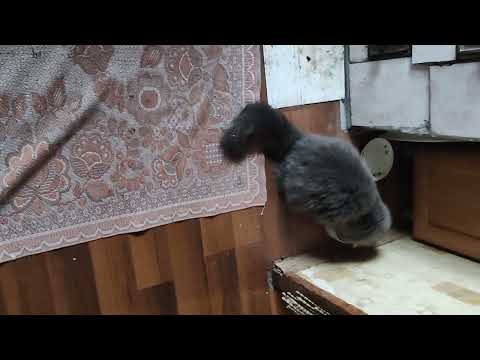 Видео: Поймала...