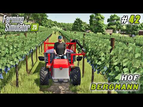 Видео: Новый грузовик, новый виноградник и наш первый урожай винограда | Farming simulator 25 | Hof Berg...