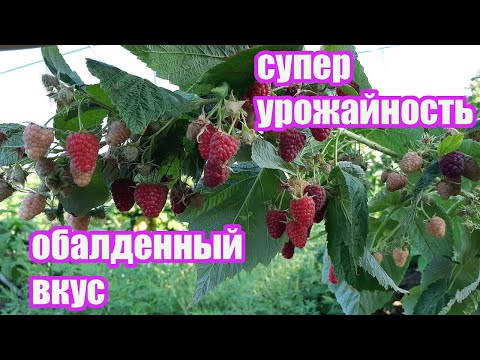 Видео: Малина Амира - ремонтант с огромной урожайностью и прекрасным вкусом