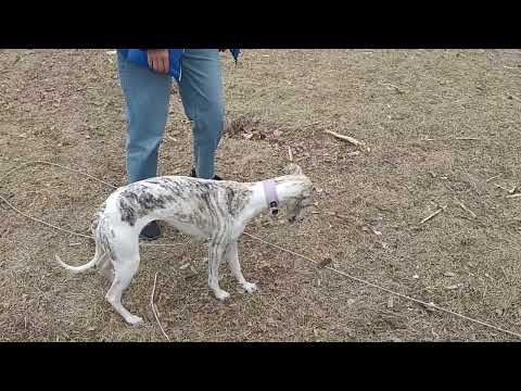 Видео: 346. Уиппет, дрессировка на поляне.
