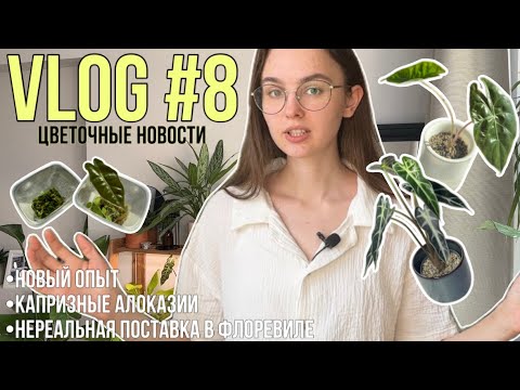 Видео: VLOG #8 / цветочные новости / прогулка по Флорику / алоказии