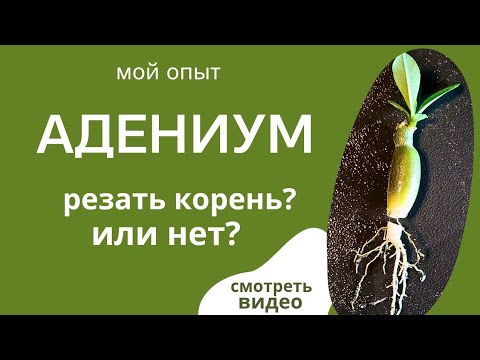 Видео: Адениум: Как получить большой ствол?