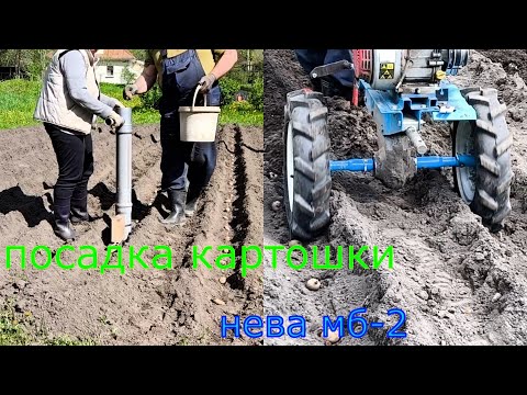 Видео: Картошку сажаем мотоблоком нева мб-2.Сезон 2025.