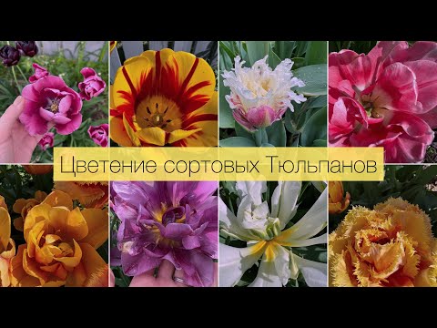 Видео: ЛУЧШИЕ СОРТА ТЮЛЬПАНОВ?🌷ЦВЕТЕНИЕ С НАЗВАНИЯМИ СОРТОВ 🌷ТАК ЛИ ОНИ ХОРОШИ? / THE FLOWERING OF TULIPS