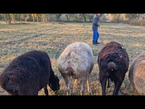Видео: Стоп ✋️ савдо шудан рафтан 