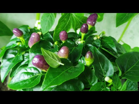 Видео: А у нас УРОЖАЙ в марте 🍅, вот и результаты 🐱томаты, перчики и новая рассада🍀12 марта 2025