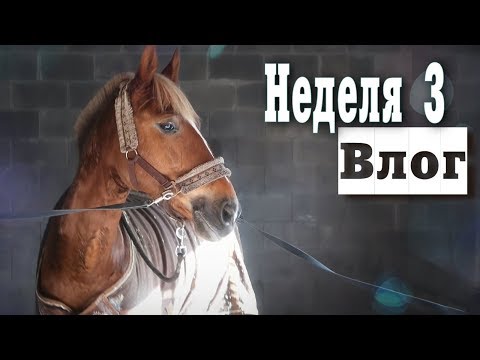 Видео: УЧИМ РАНВЕРС | Мои ученики | Конный влог 3