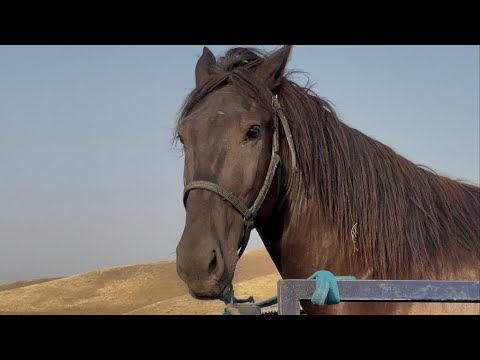 Видео: Хан 28 июля 2025 г.