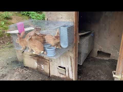 Видео: Осиротевшим крольчатам подкинули чужую мать, которая их приняла и стала кормить. Дачная Жизнь ТВ.