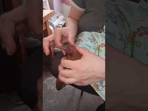 Видео: Обработка купированных ушей