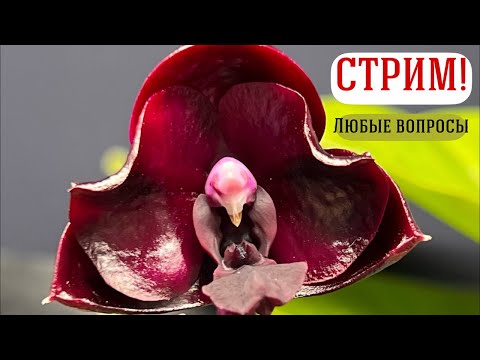 Видео: Белка Сид получила монетизацию!