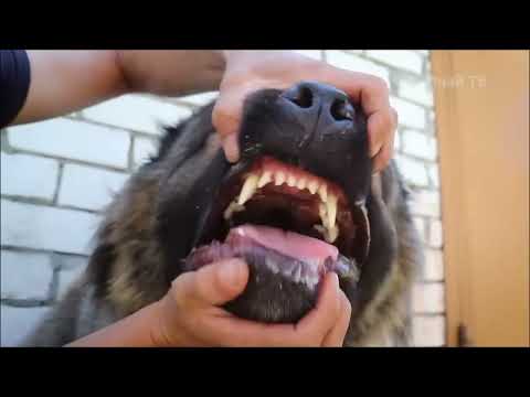 Видео: Кавказская овчарка