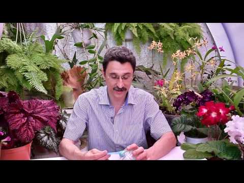 Видео: О плюсах внесения удобрения с каждым поливом