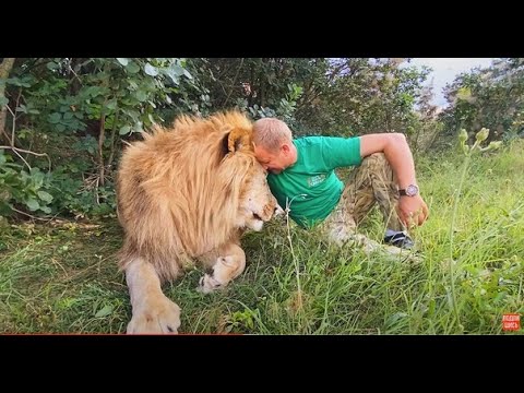 Видео: Лев-вожак ОЧЕНЬ СОСКУЧИЛСЯ , такой ласкуша-ласкуша!