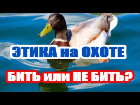 Видео: Этика весенней охоты