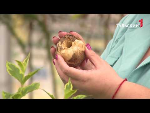 Видео: Рябчик императорский