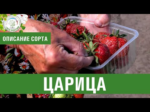 Видео: Клубника. Описание сорта Царица. Айтжанова Светлана Дмитриевна о сортах земляники.