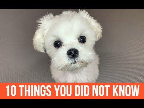 Видео: 10 фактов о мальтийских собаках, которых вы не знали