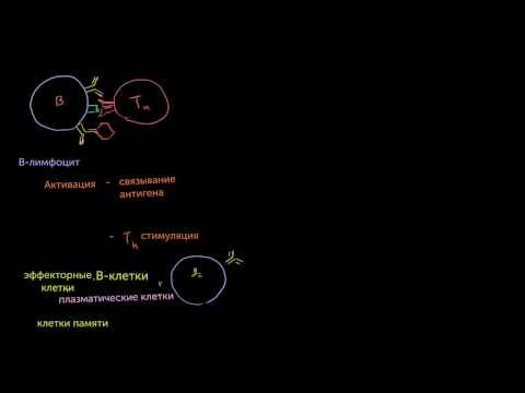 Видео: B-лимфоциты и T-лимфоциты популяций CD4+ и CD8+
