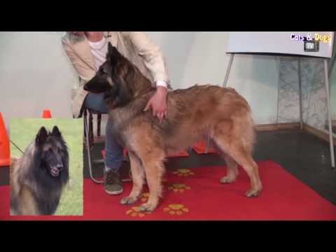 Видео: Cats&DogsTV - УДИВИТЕЛЬНЫЙ МИР СОБАК - БЕЛЬГИЙСКАЯ ОВЧАРКА / BELGIAN SHEEPDOG (BELGIAN SHEPHERD)