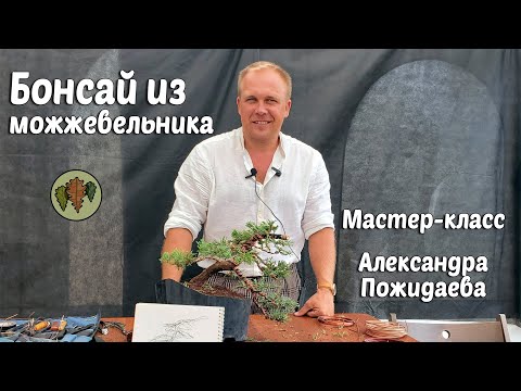 Видео: Бонсай из можжевельника: Мастер класс Александра  Пожидаева @Studio.Bonsai