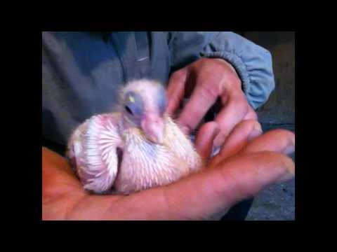 Видео: Кормление голубей