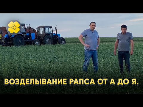 Видео: Возделывание рапса в Чувашии