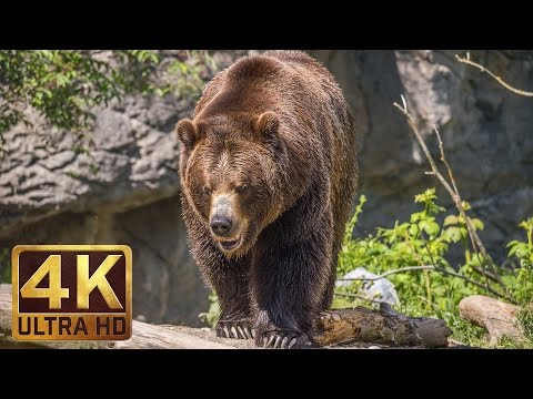 Видео: 4K Ultra HD Видео о диких животных - 1 часовое видео с умиротворяющей музыкой