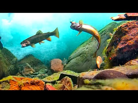 Видео: Подводная форель клюёт на мушки. Как поймать форель