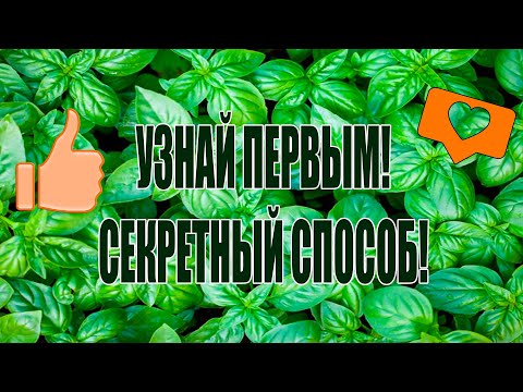 Видео: ОБ ЭТОМ СПОСОБЕ ПОКА НИКТО НЕ ЗНАЕТ!НЕОБЫЧНОЕ ВЫРАЩИВАНИЕ БАЗИЛИКА!