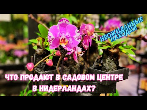 Видео: Огромный выбор цветов и комнатных растений в Нидерландах/Еще один шкаф мечты/Необычные горшки