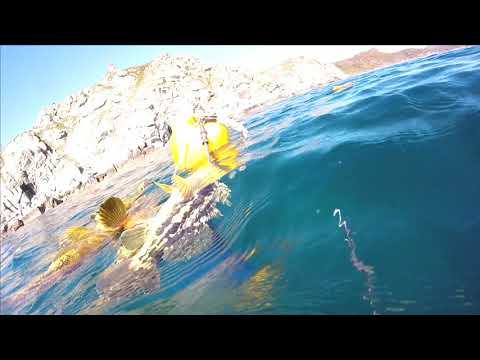 Видео: Подводная охота на Поворотном!! Находка 18.10.2018.