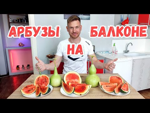 Видео: Как вырастить арбуз на балконе! Подробная инструкция.