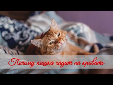 Видео: Почему кошка гадит на кровать   Why does a cat shit on the bed