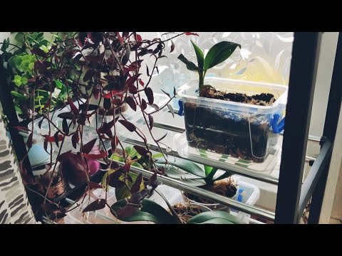 Видео: Роблю сукулентний садочок🌵Цікаві підсадки🪴 Купаю орхідеї 💦🌱Гуляємо квітковими підвіконнями🌻🪴#plants