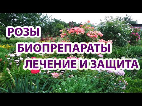 Видео: РОЗЫ.Биопрепараты для защиты от болезней и вредителей.Почему болеют наши розы? Какие ошибки делаем?