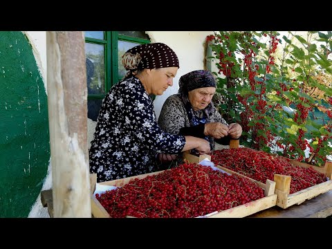 Видео: 🍇 10 Килограммов Красной Смородины: Приготовление Желе и Пирога с Бабушкой | Лето 2021