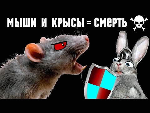 Видео: Как я уничтожаю мышей и крыс