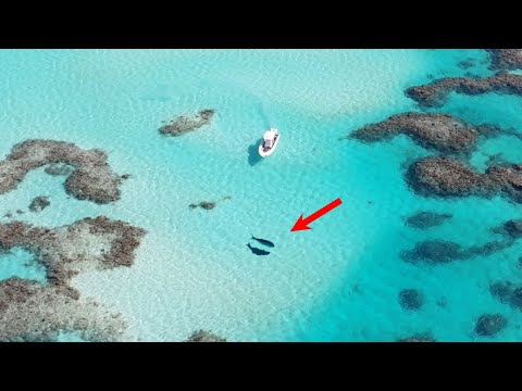 Видео: Рыбалка на гигантского карася! | Тестирование снасти GT на удалённом коралловом рифе (Nomad Odyss...