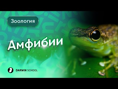Видео: Тема №1: Земноводные