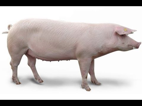 Видео: Как ростут породистые свиньи//набор веса у свиней породы Ф-1