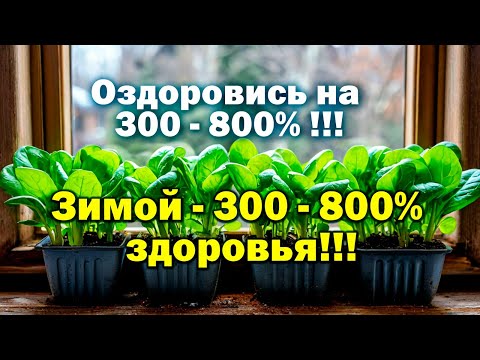 Видео: Все, все подробно! Зелень на 300 800% полезней! БашИнком Л Кузнецова В  Кузнецов