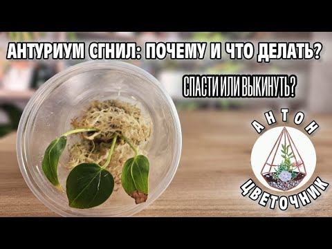 Видео: Если это не исправить - антуриум погибнет. 1 причина, из-за которой мужское счастье теряет листья