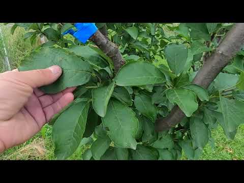 Видео: Про молоді плодові дерева які погано розвиваються або не ростуть Частина 1