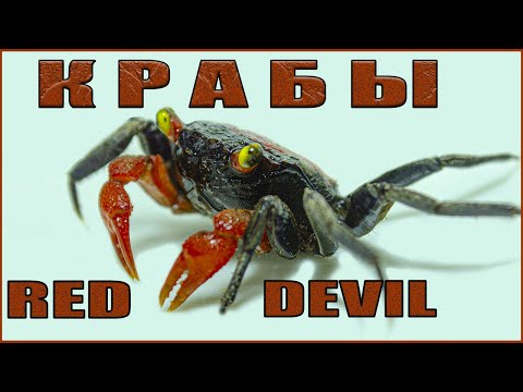 Видео: Краб Красный дьявол! Cодержание, уход.