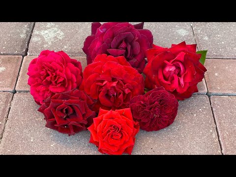 Видео: ЦВЕТЕНИЕ РОЗ 2023🥰🌹. СРАВНИВАЕМ ПОПУЛЯРНЫЕ СОРТА РОЗ🧐🌹❤️. РОЗЫ ПО УЦЕНКЕ😅