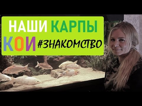 Видео: Наши карпы кои #1: знакомство