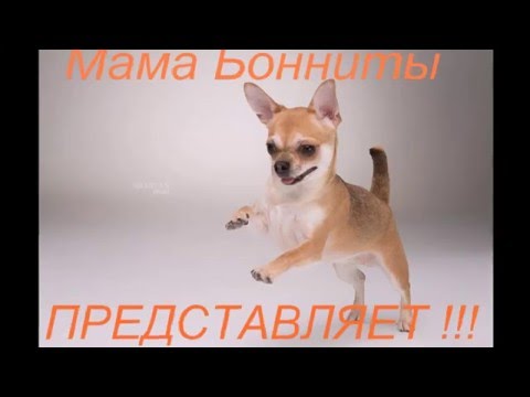 Видео: Как правильно чистить зубы собаке чихуа