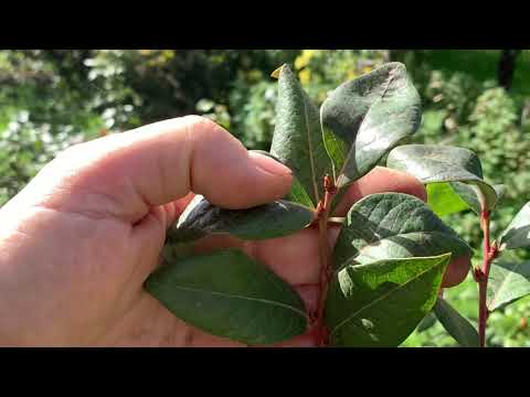 Видео: ГОЛУБИКА ПОБЕГИ, ЦВЕТОЧНЫЕ ПОЧКИ .Развитие  куста через год