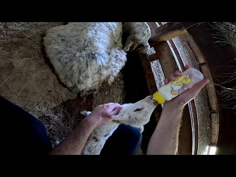 Видео: Кормлю сам ! Три маленькие малявки ! Новый баран потерялся! ХУТОР В ЛЕСУ №810